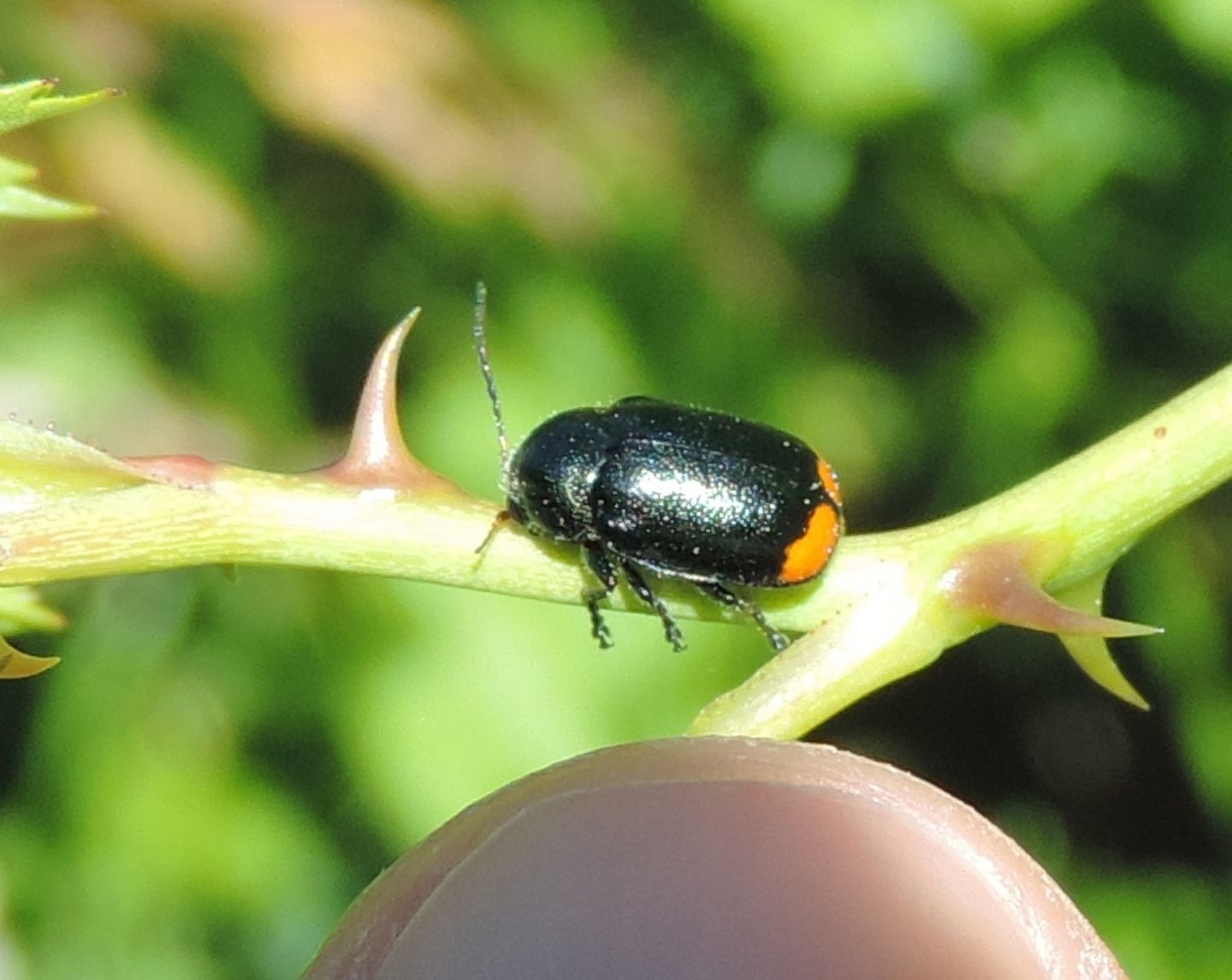 Cryptocephalus biguttatus? No, femmina di Cryptocephalus cyanipes