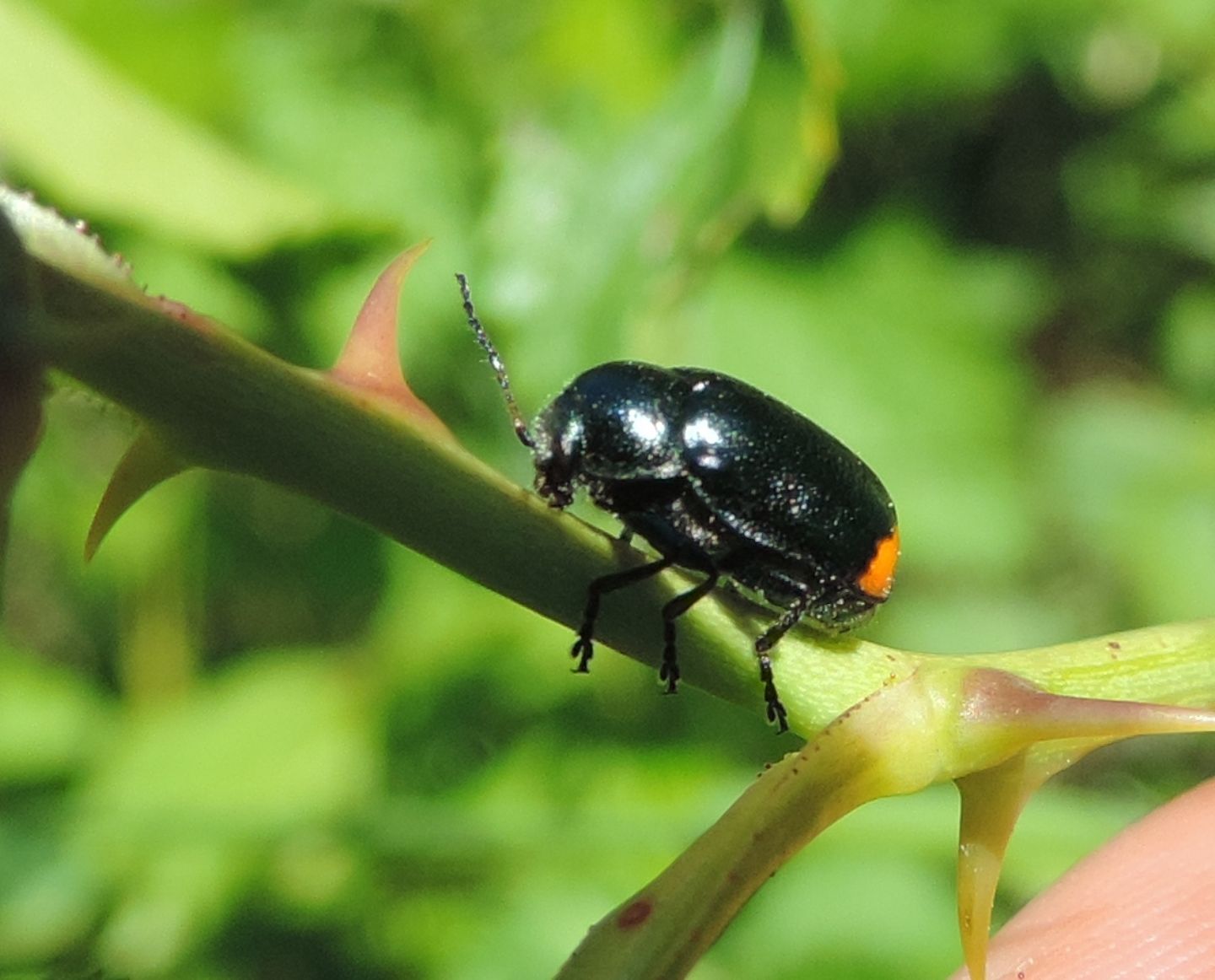 Cryptocephalus biguttatus? No, femmina di Cryptocephalus cyanipes