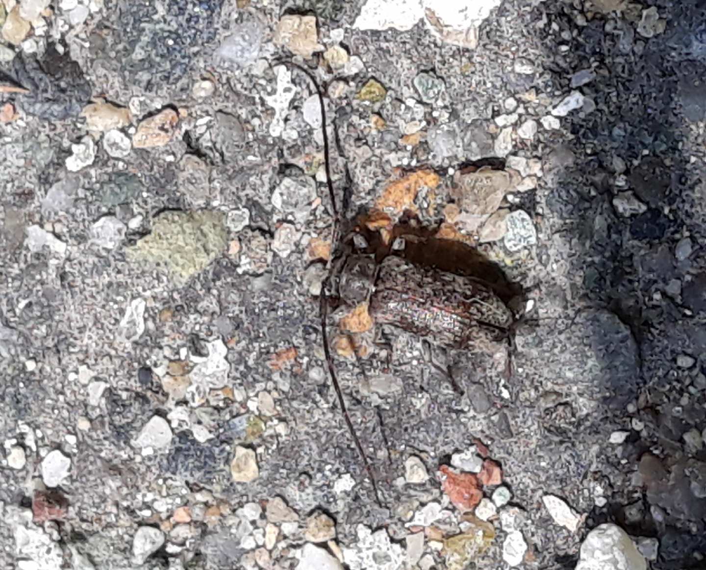 Leiopus nebulosus? No, Exocentrus adspersus