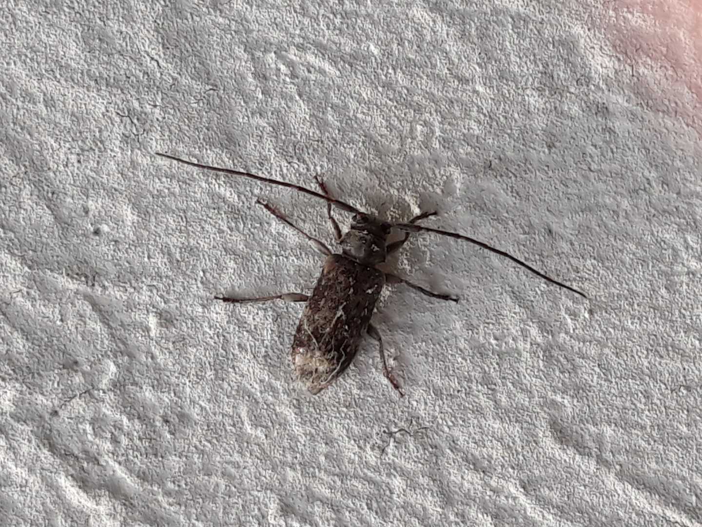 Leiopus nebulosus? No, Exocentrus adspersus