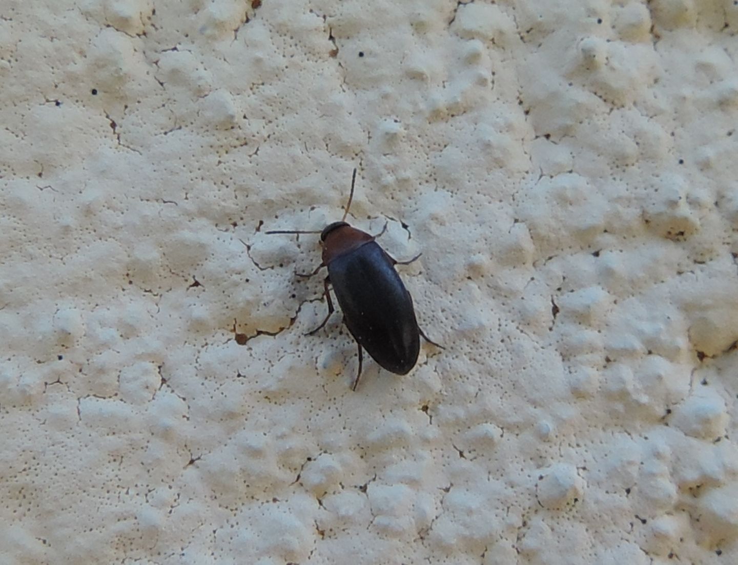 Scraptiidae: Anaspis sp.? S.