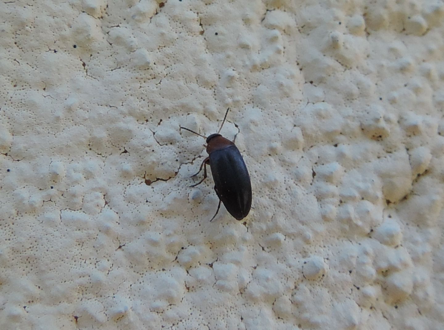Scraptiidae: Anaspis sp.? S.