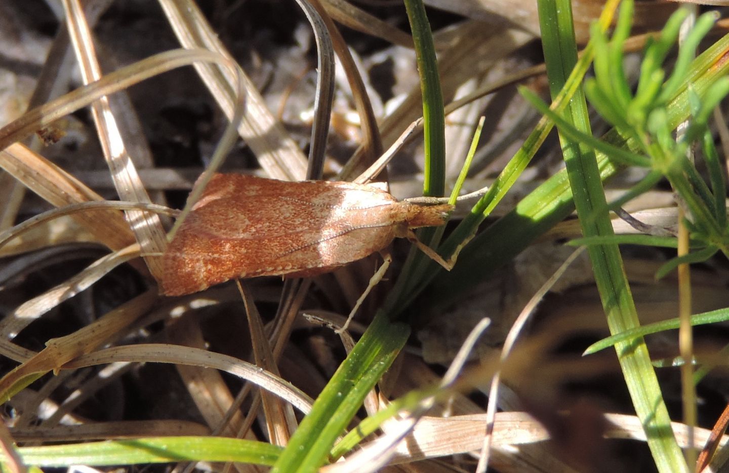 Crambidae o Pyralidae? cfr.  Synaphe punctalis (Pyralidae)