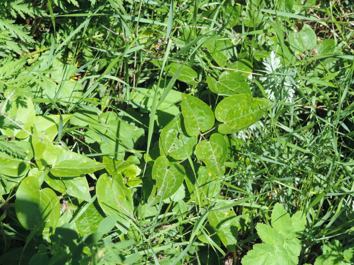 tracce di Cecydomiidae?