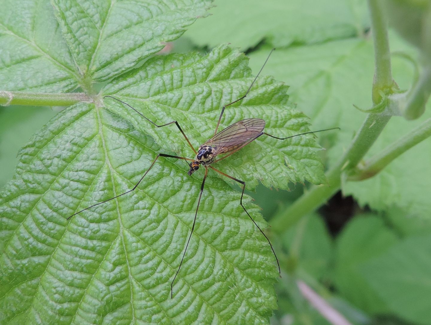 Nephrotoma appendiculata? Nephrotoma cfr. appendiculata