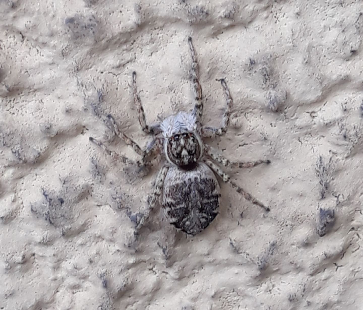 Menemerus semilimbatus?  S� - Torino