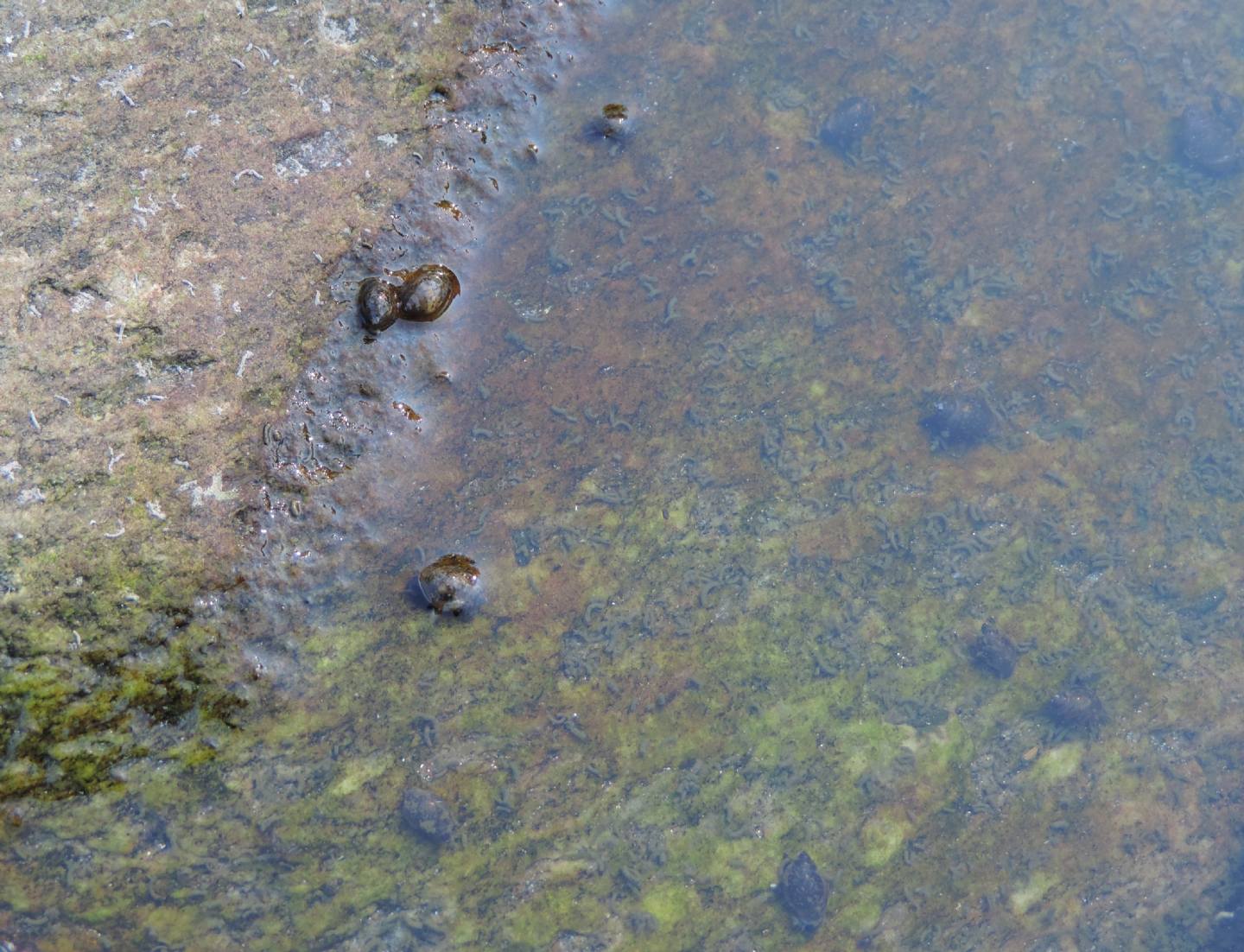 Molluschi di torrente da identificare