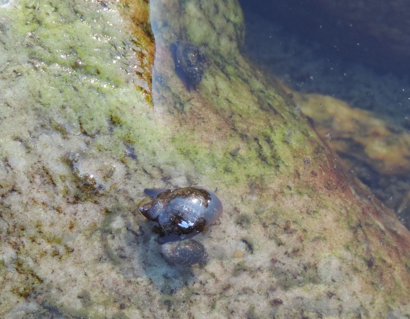 Molluschi di torrente da identificare