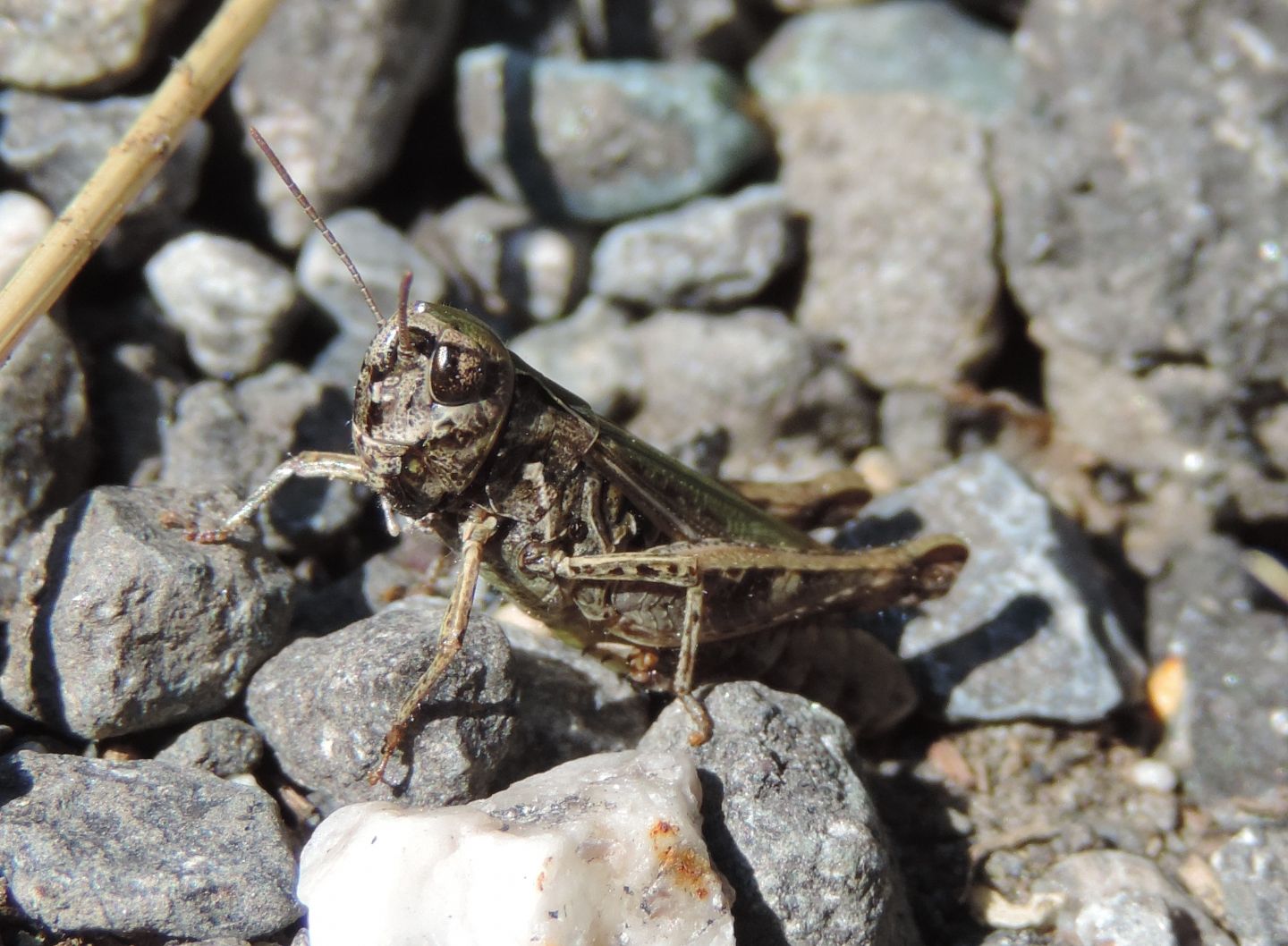 Quale Omocestus? O. haemorrhoidalis