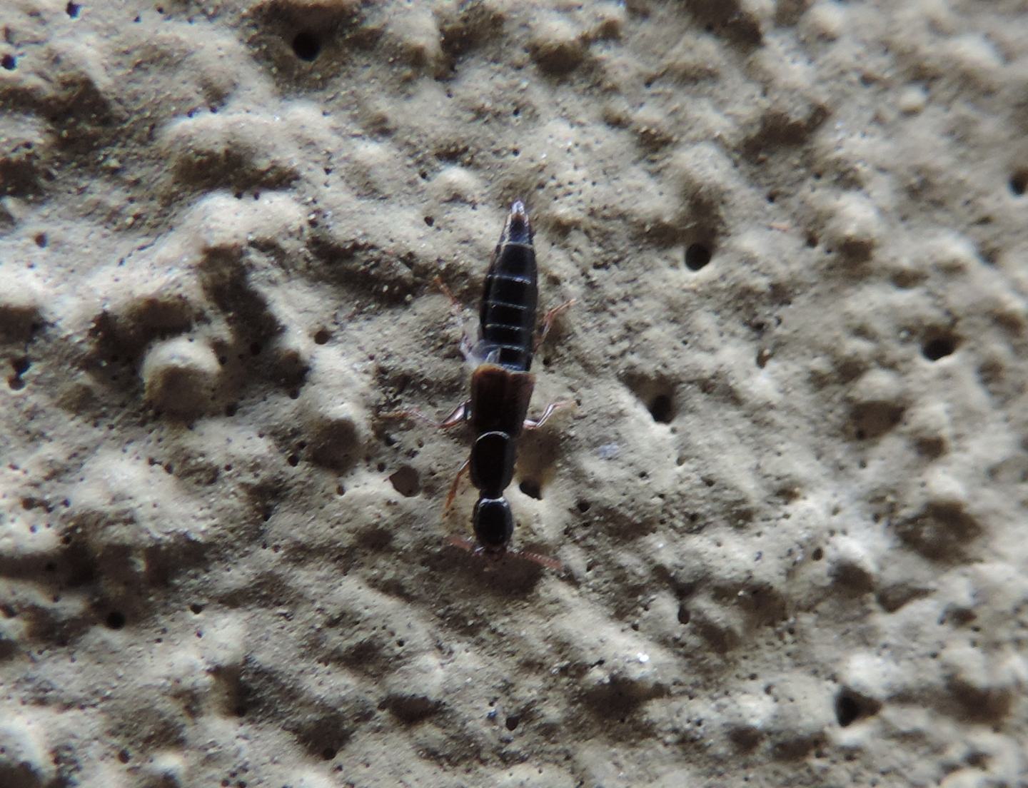 Quale Staphylinidae?