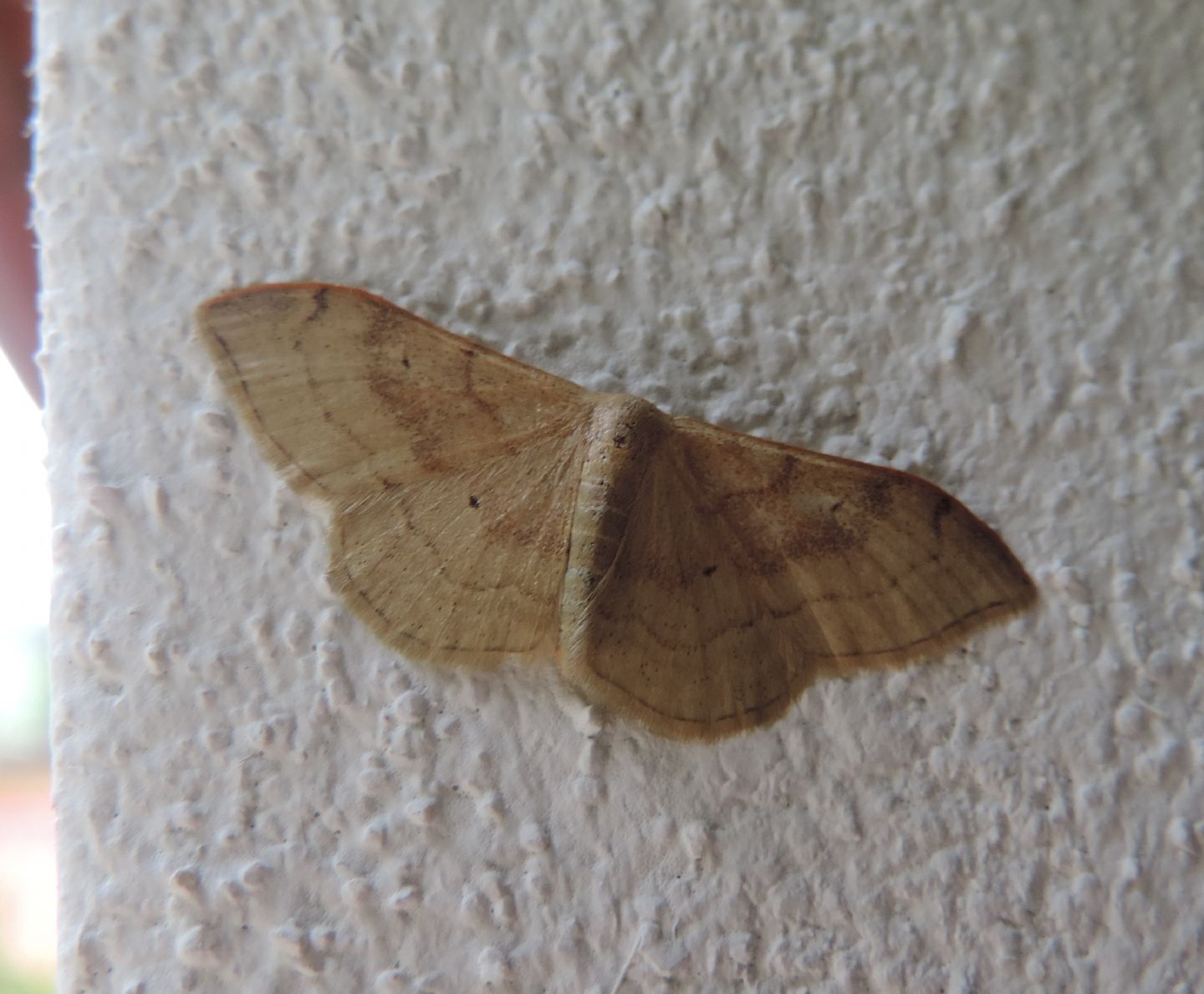 Geometridae? S, Idaea degeneraria