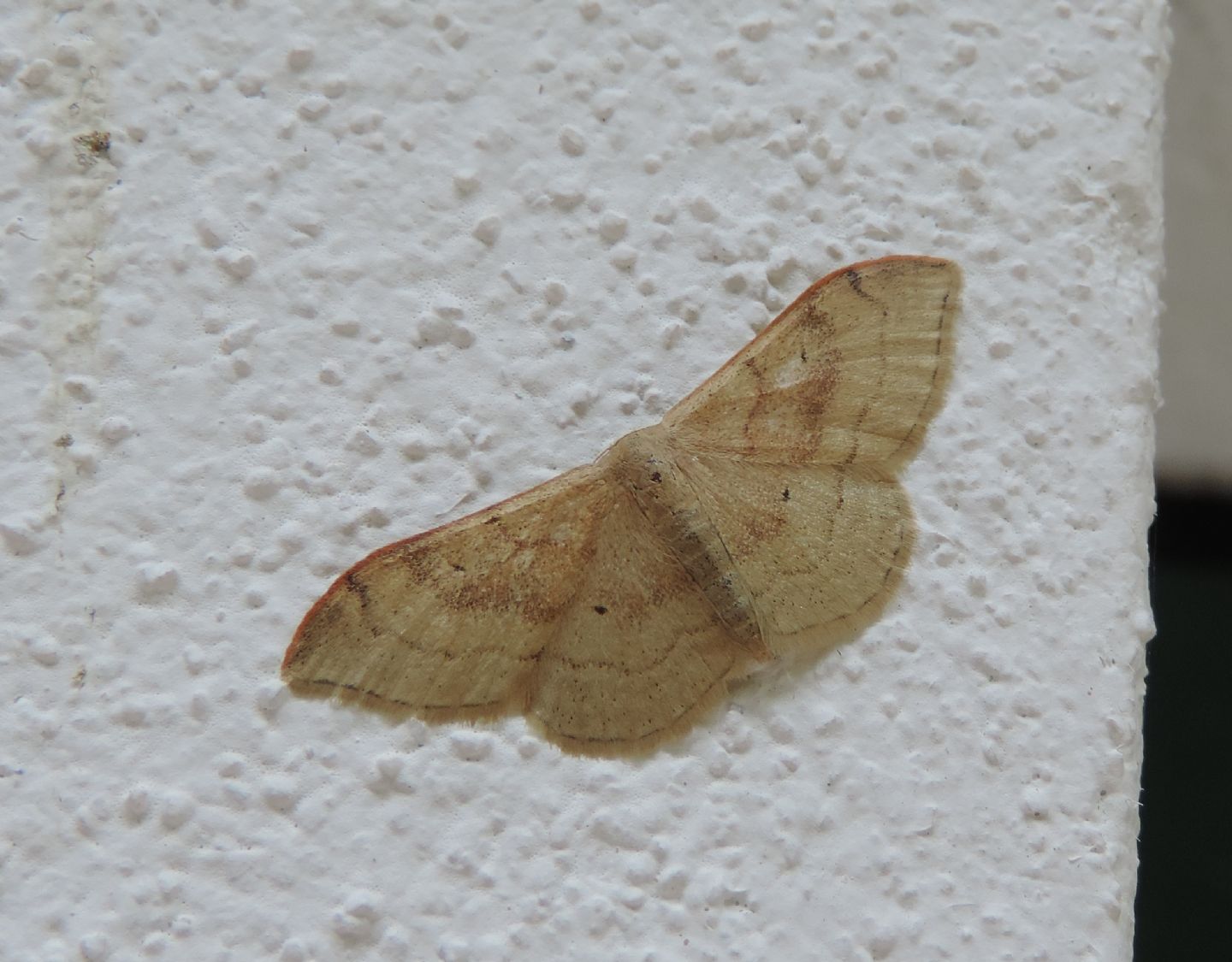 Geometridae? S, Idaea degeneraria