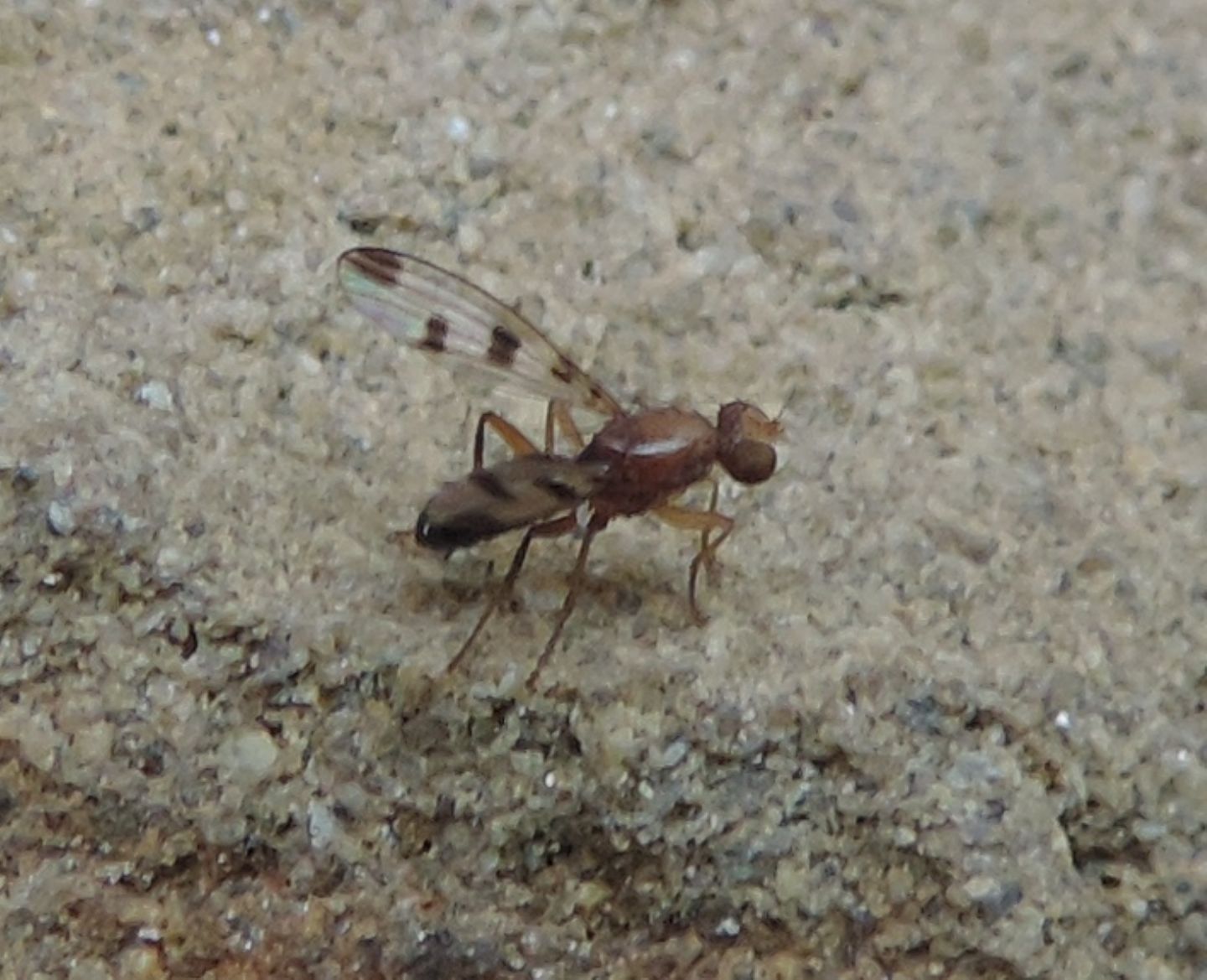 Opomyzidae: Geomyza tripunctata?  S !