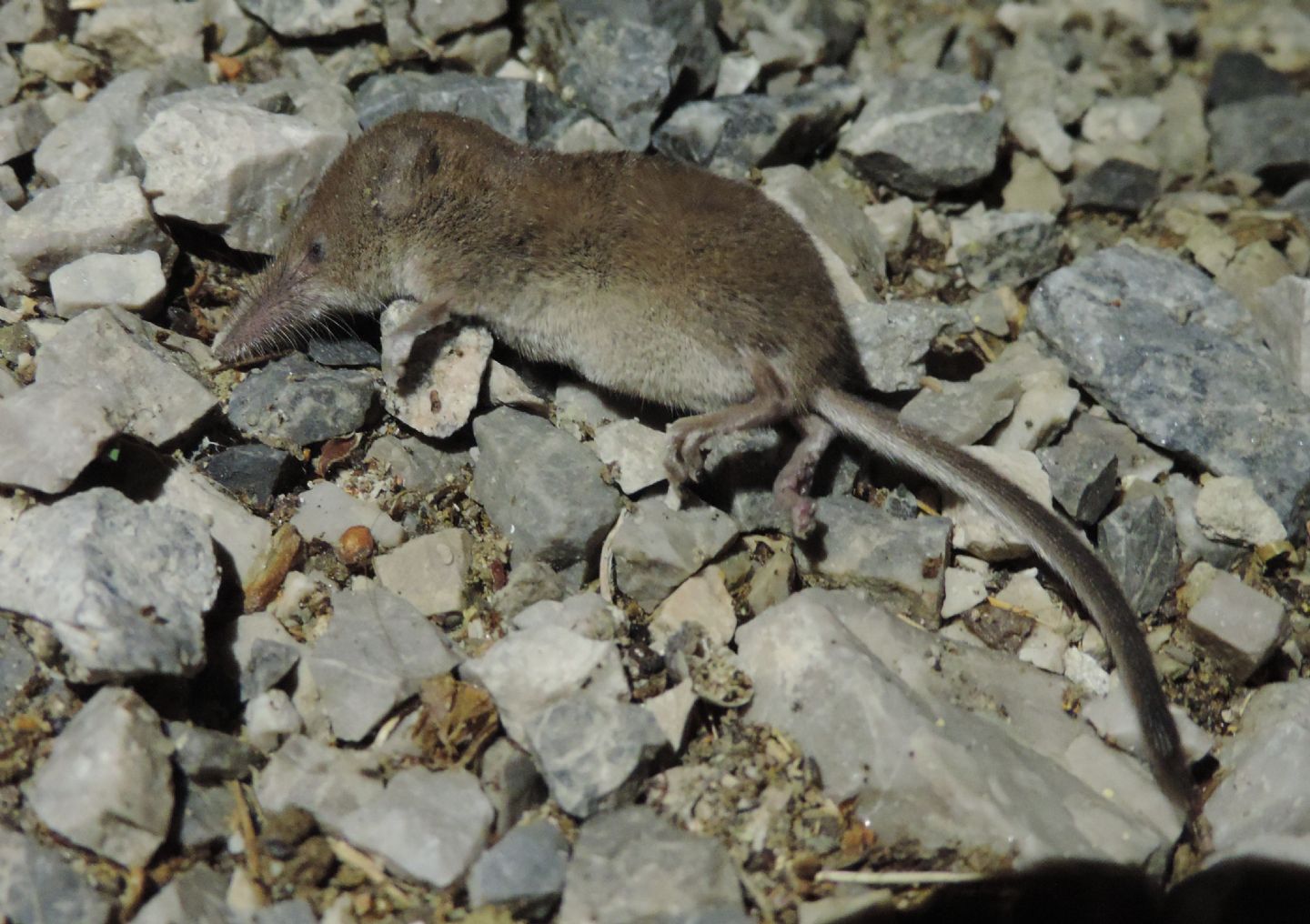 Crocidura minore?  Sorex minutus e Crocidura suaveolens