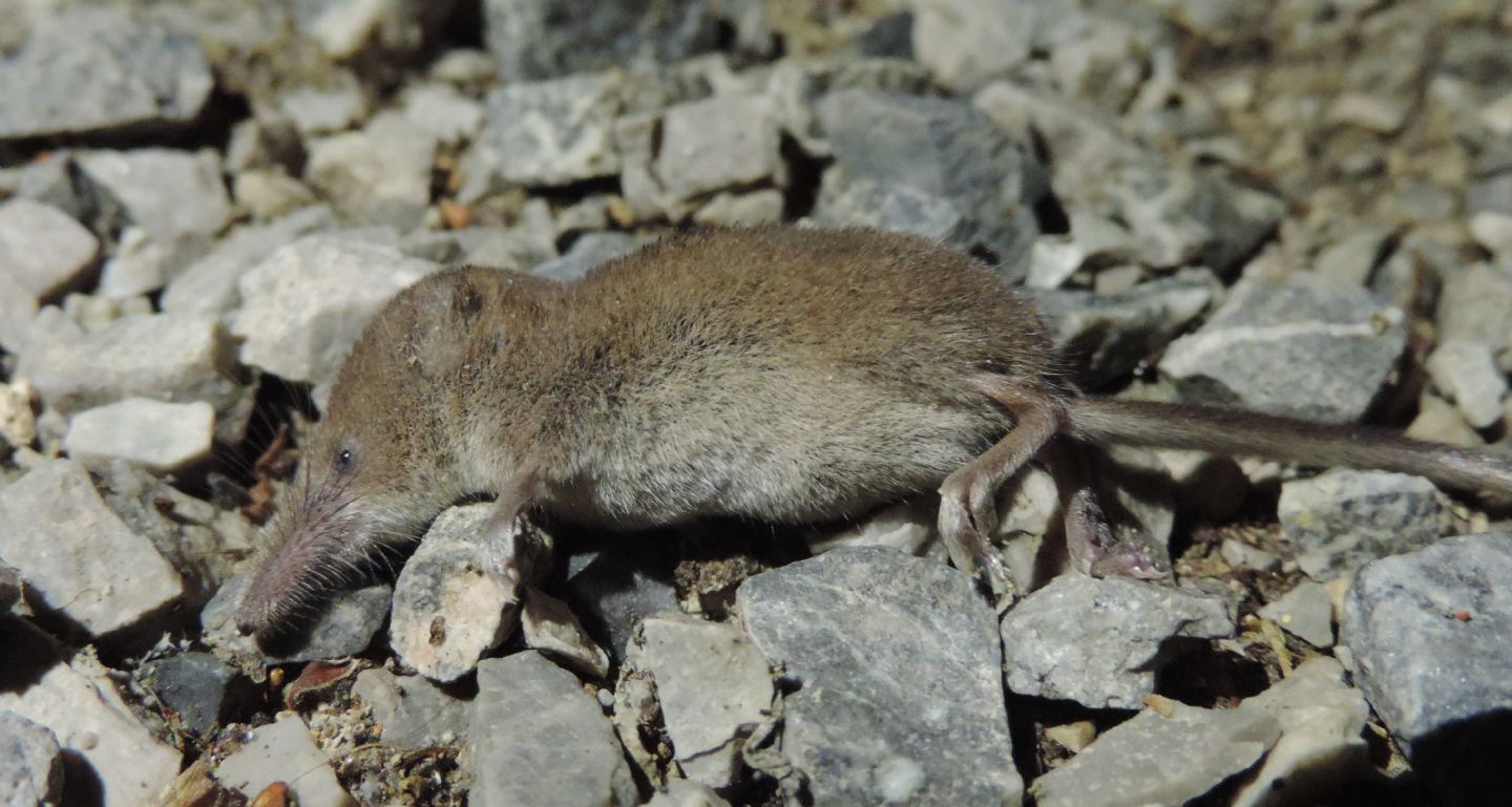 Crocidura minore?  Sorex minutus e Crocidura suaveolens