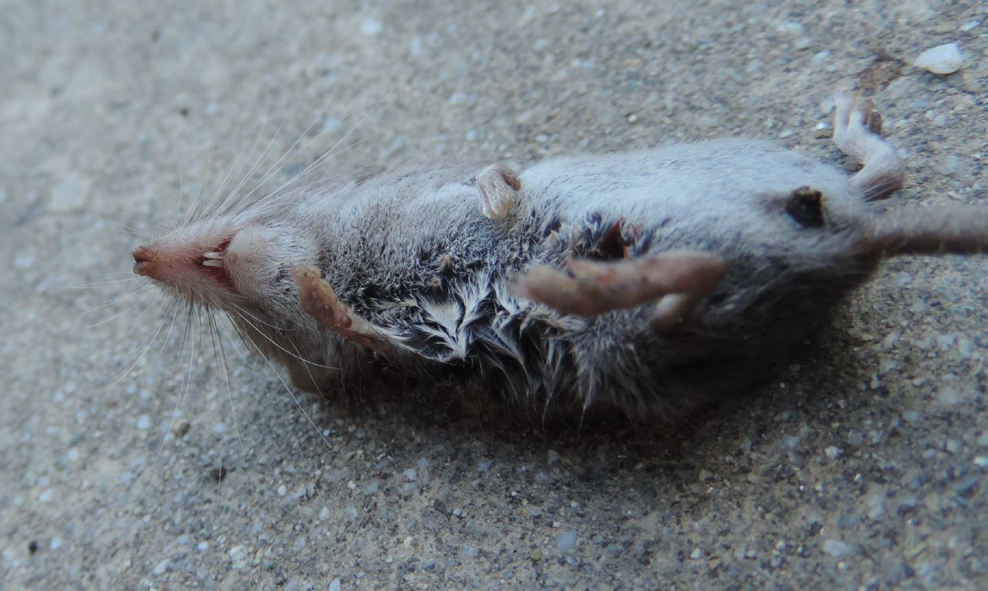 Crocidura minore?  Sorex minutus e Crocidura suaveolens