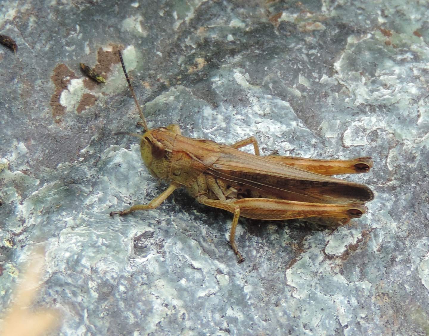 Stauroderus scalaris?  S