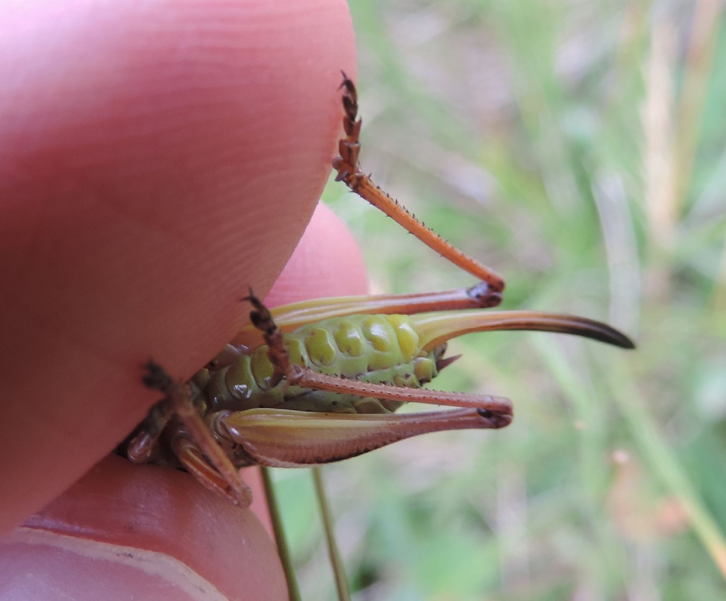 Anonconotus occidentalis?