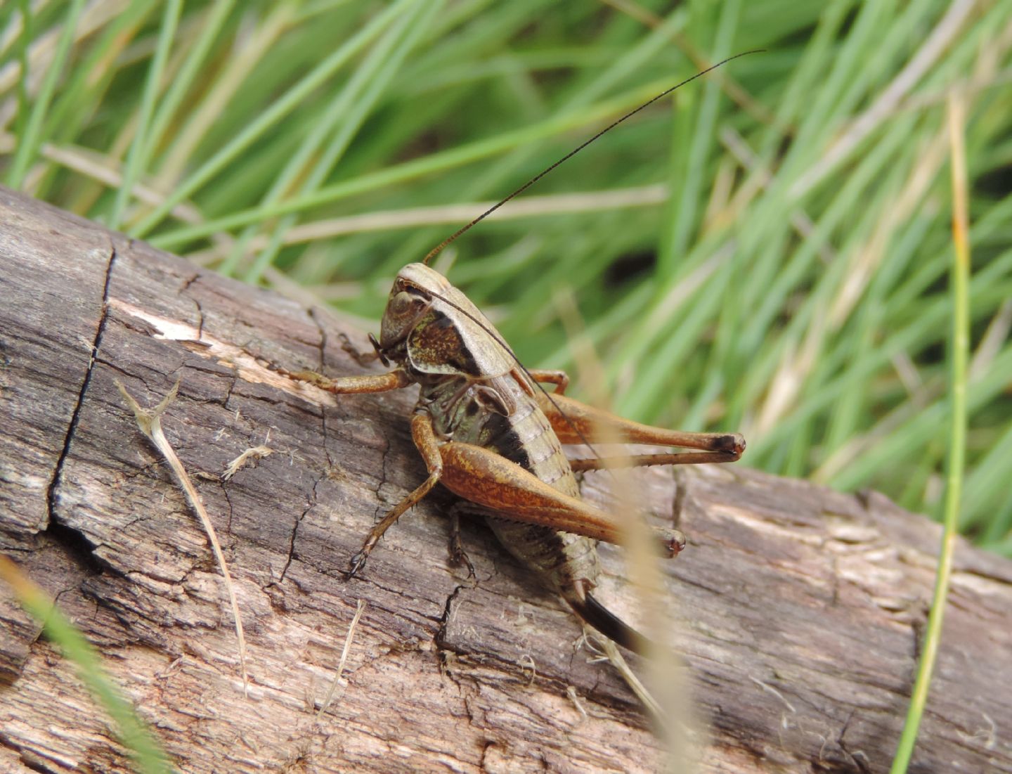 Metrioptera saussuriana?