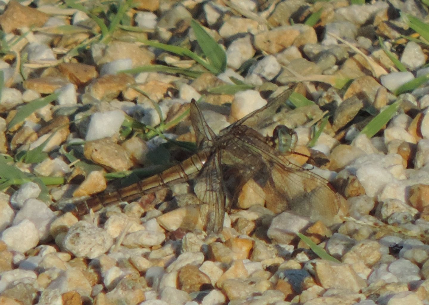 Quale Orthetrum? Orthetrum coerulescens (1 m) e Orthetrum brunneum (2 ff)