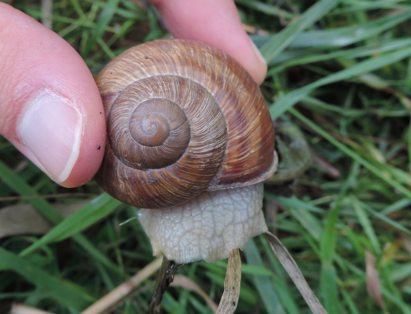 Helix pomatia?  S !