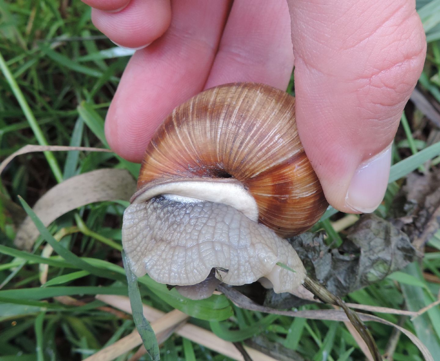 Helix pomatia?  S !