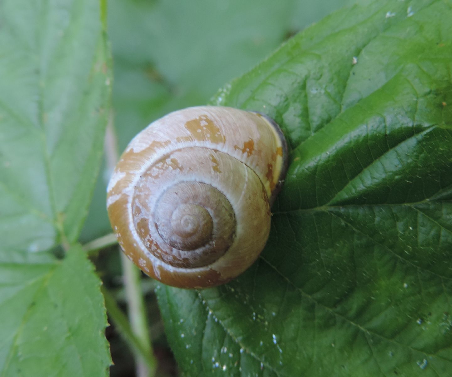 Helicidae:  Cepaea nemoralis