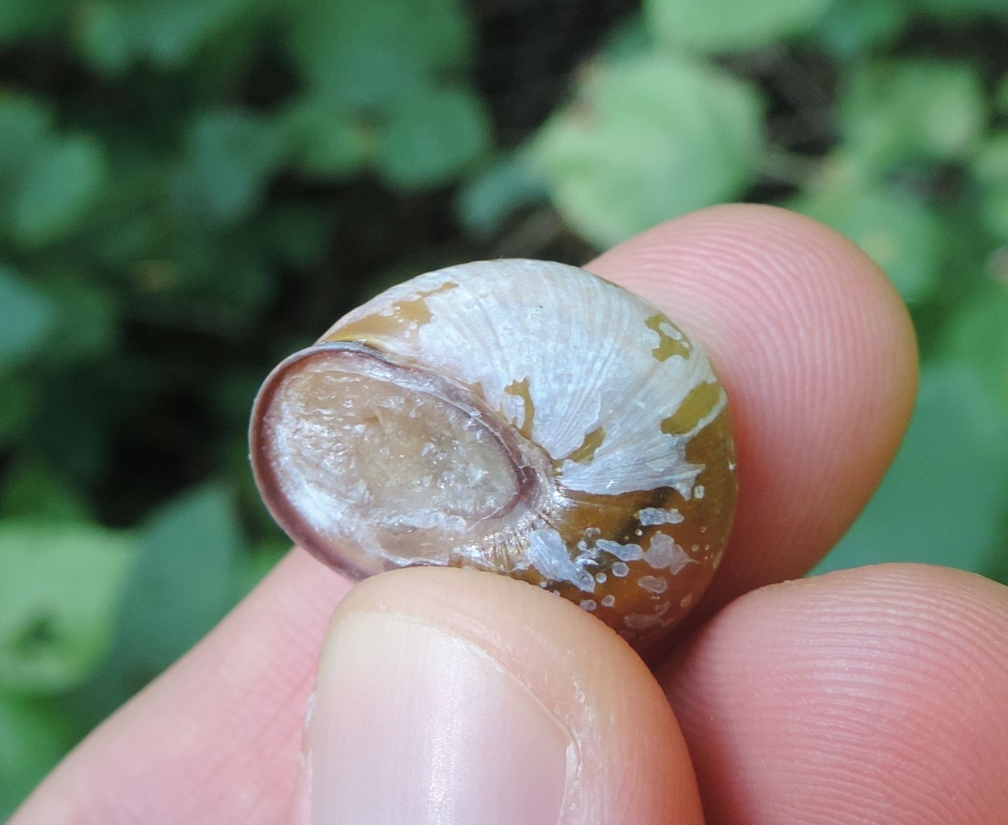 Helicidae:  Cepaea nemoralis