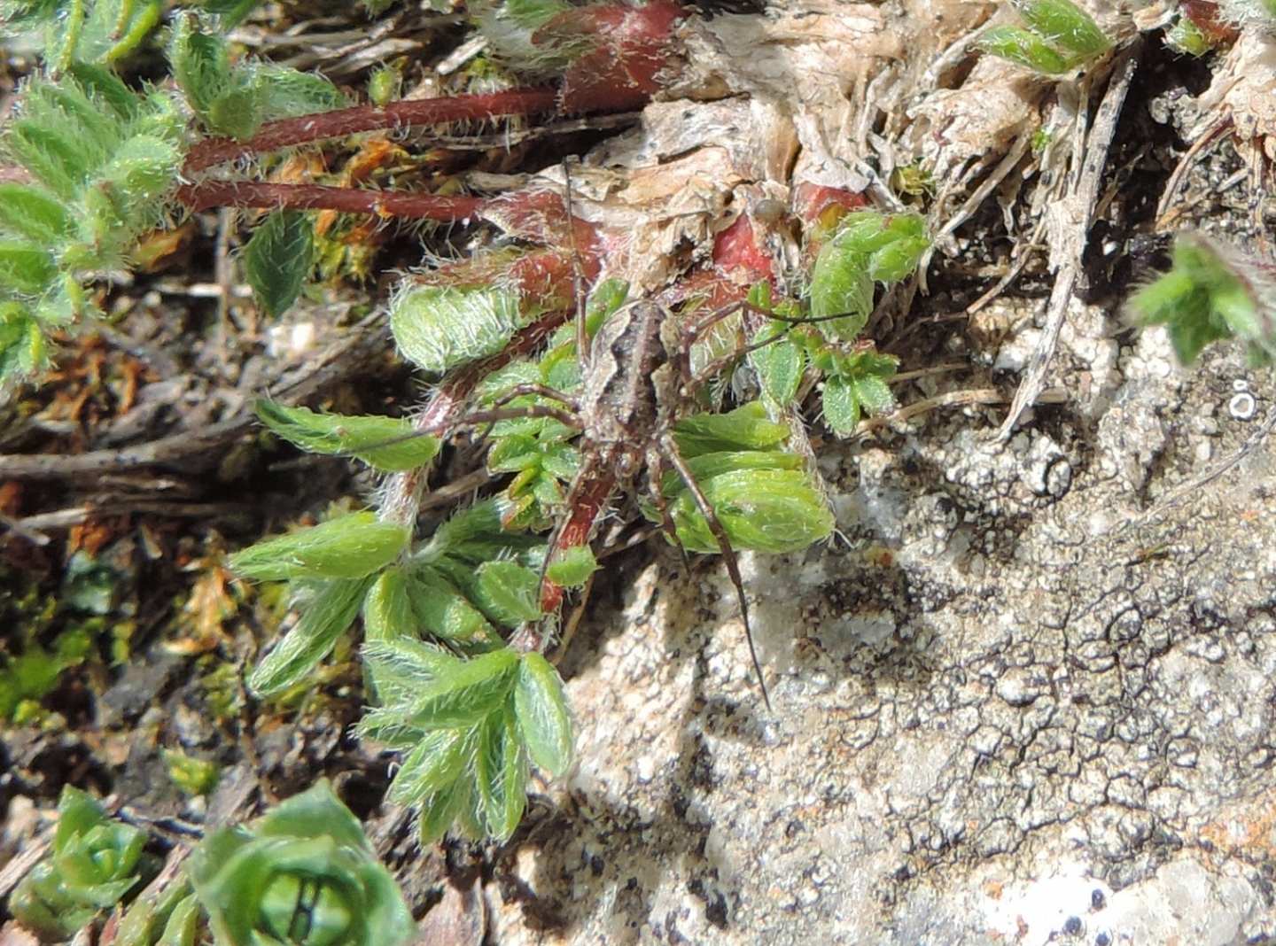 Mitopus morio - Phalangiidae