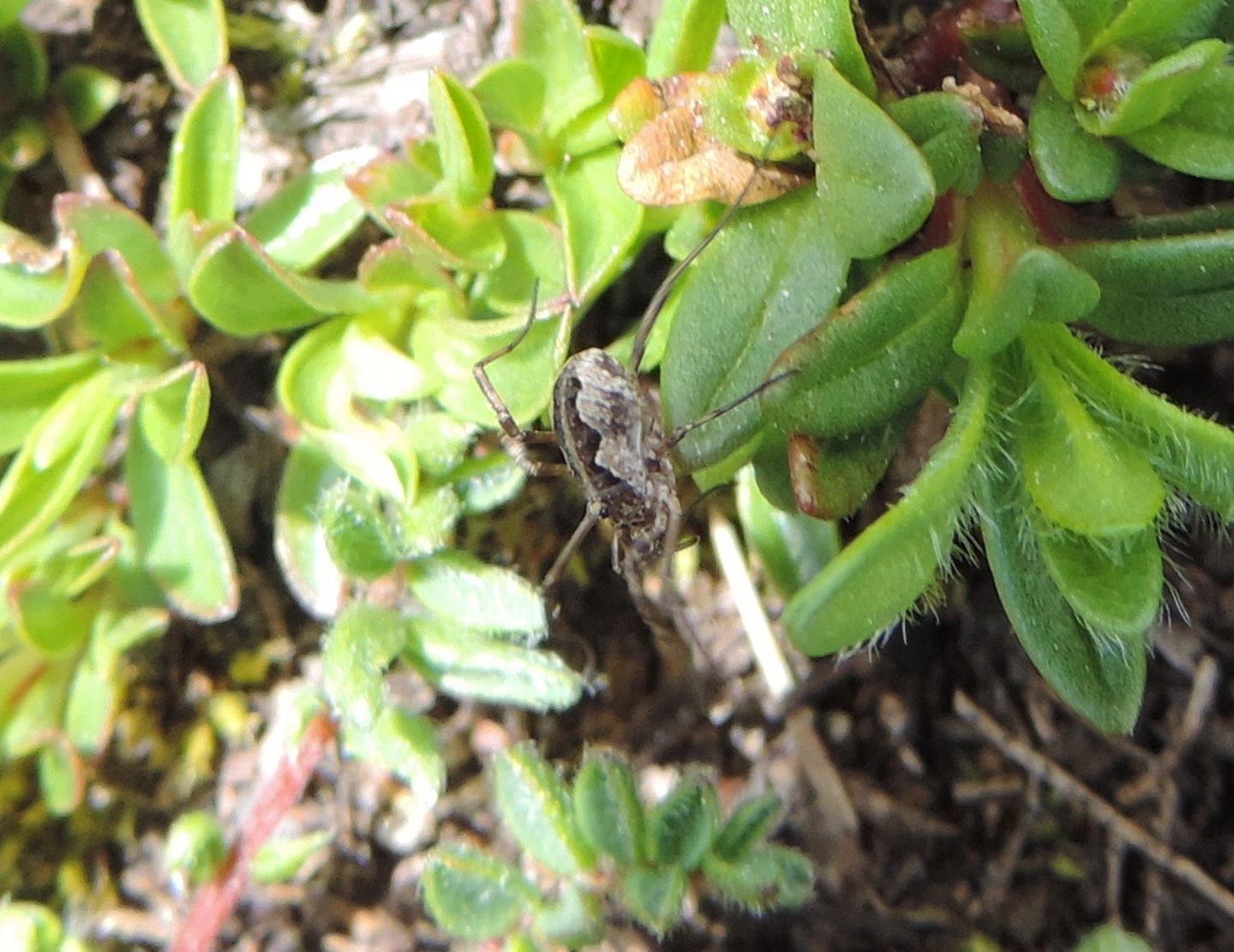 Mitopus morio - Phalangiidae