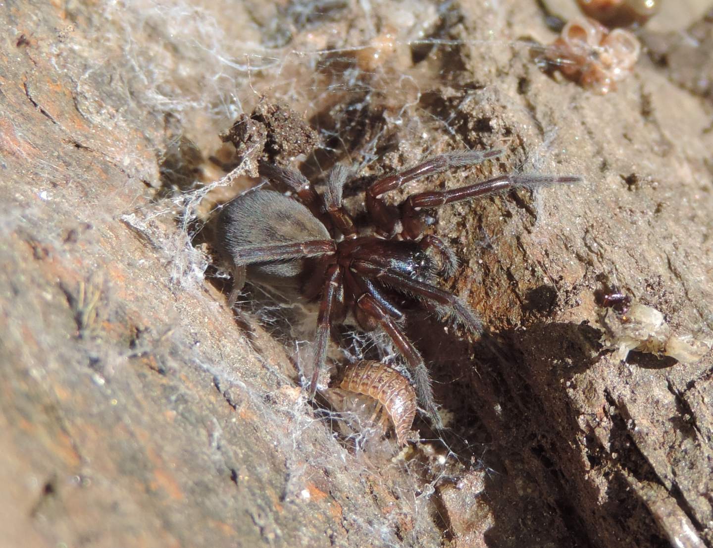 Amaurobius?  S, Amaurobius erberi -  Salbertrand (TO)