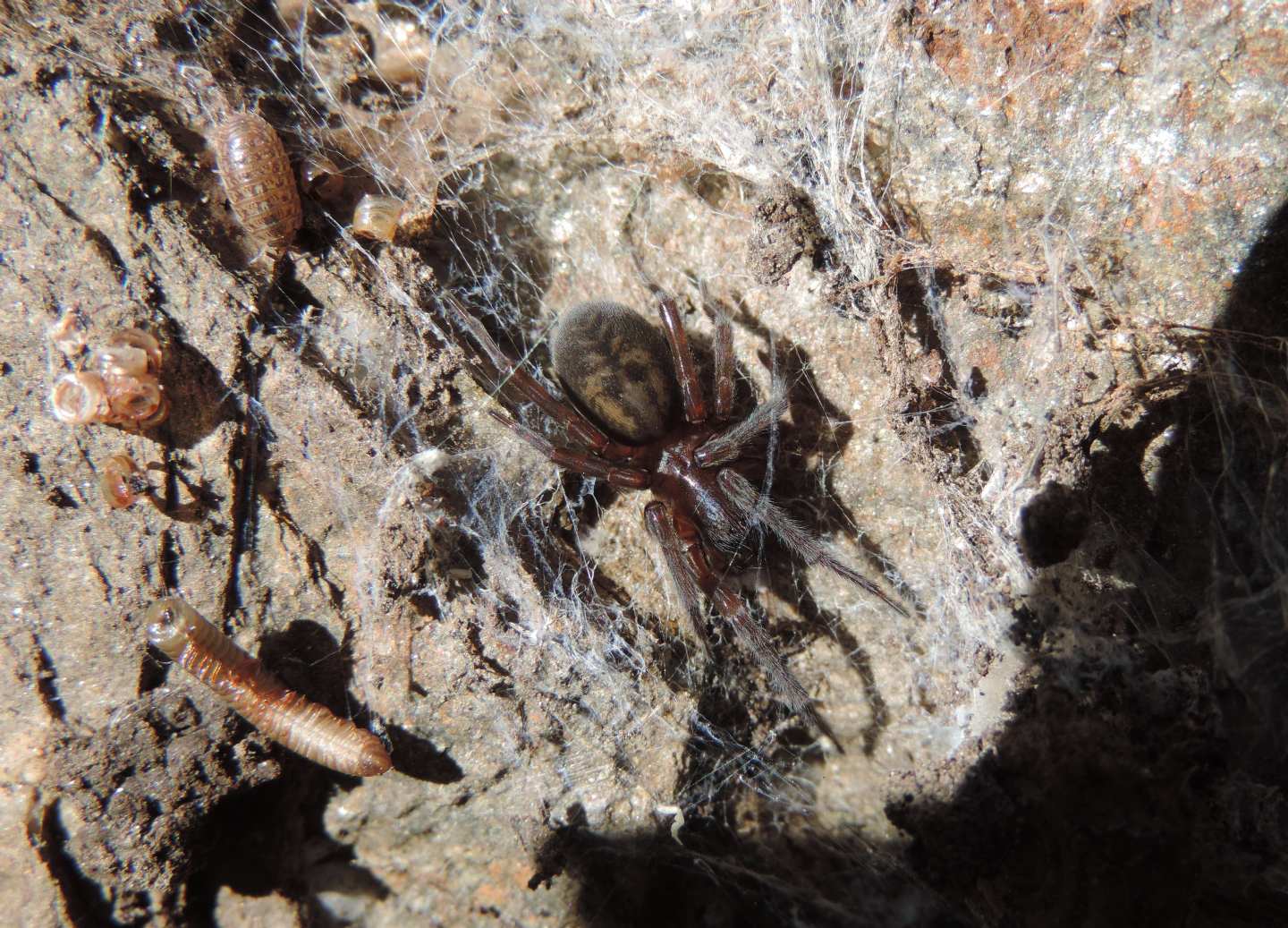 Amaurobius?  S, Amaurobius erberi -  Salbertrand (TO)