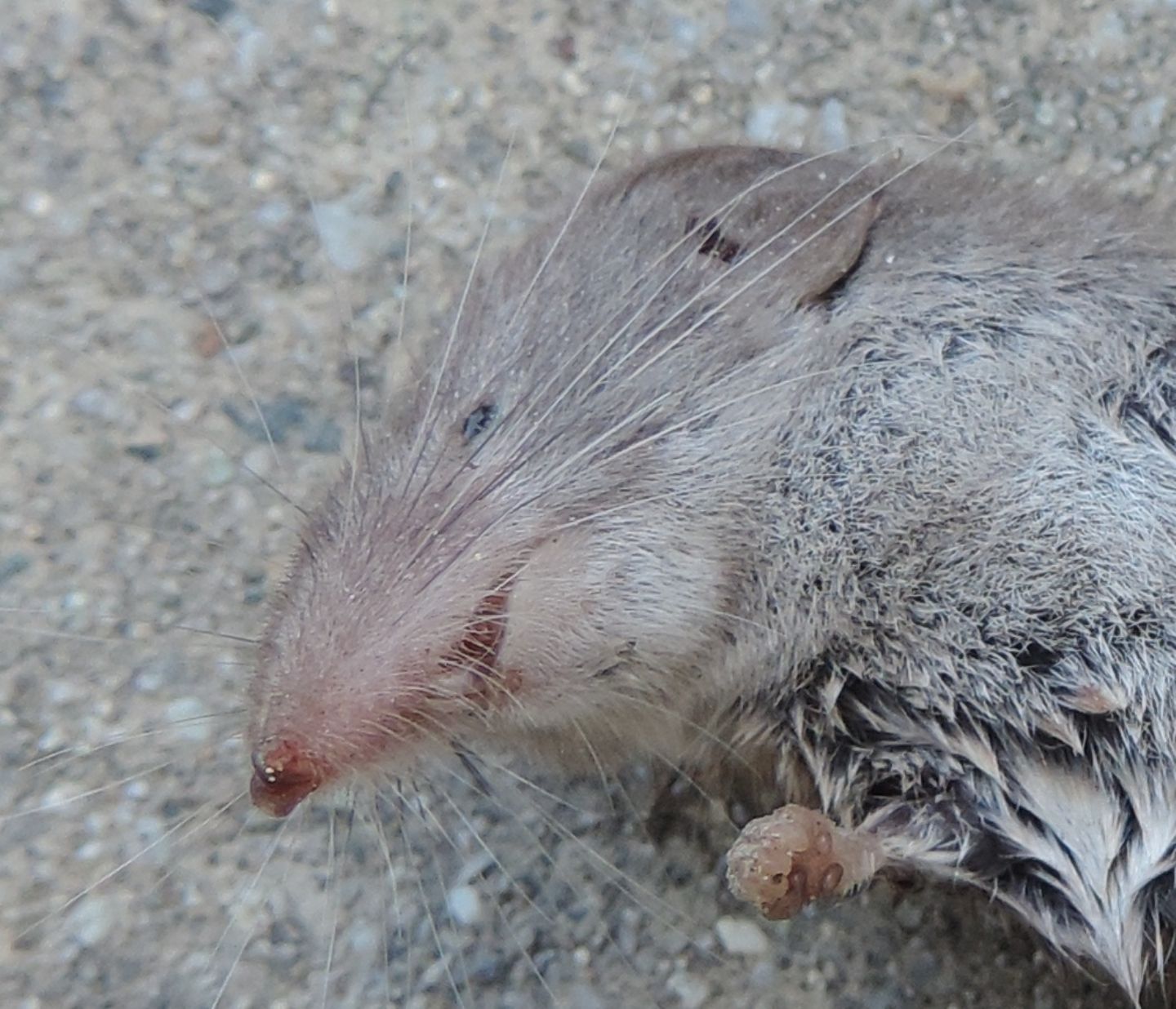 Crocidura minore?  Sorex minutus e Crocidura suaveolens