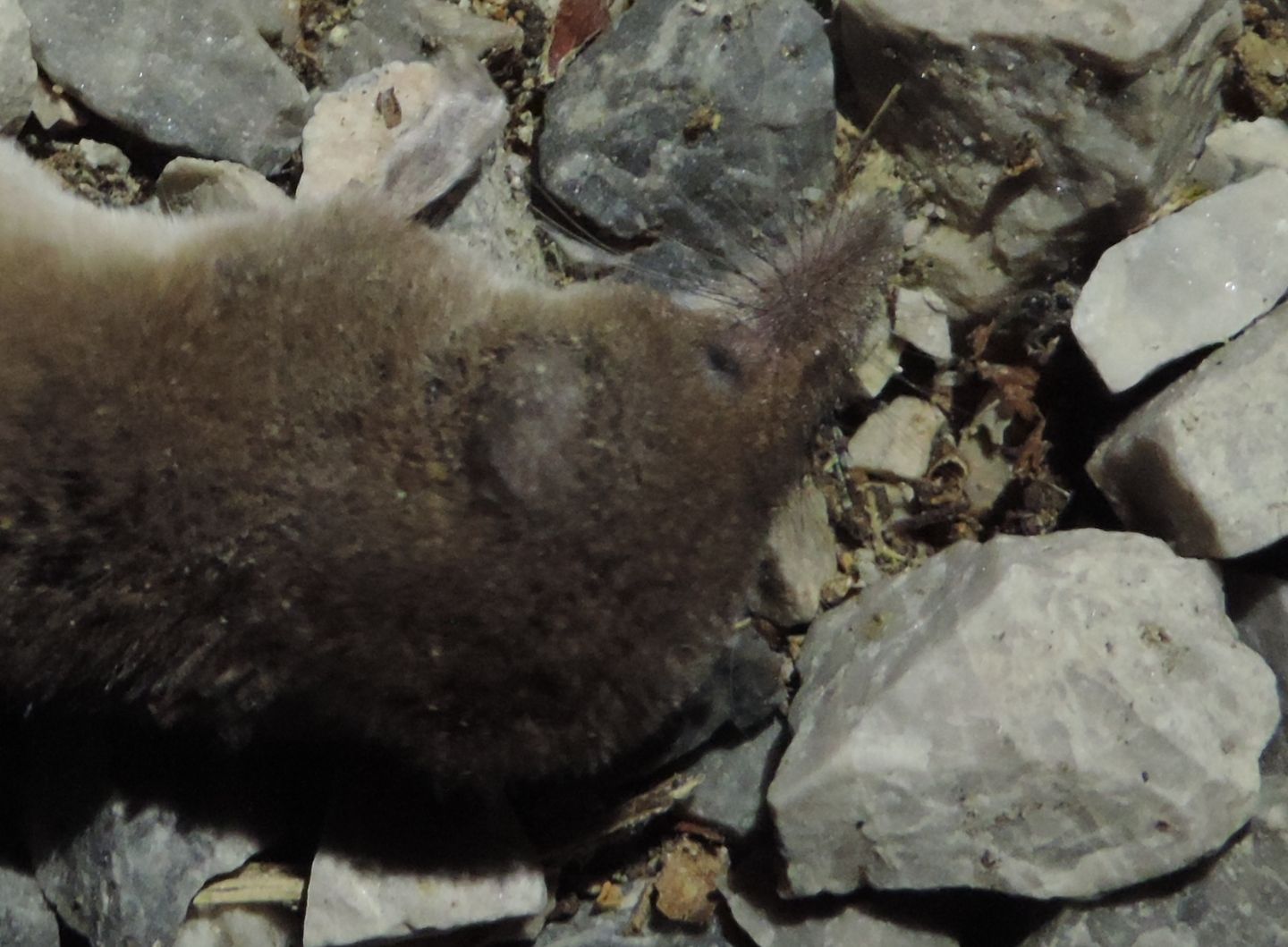 Crocidura minore?  Sorex minutus e Crocidura suaveolens