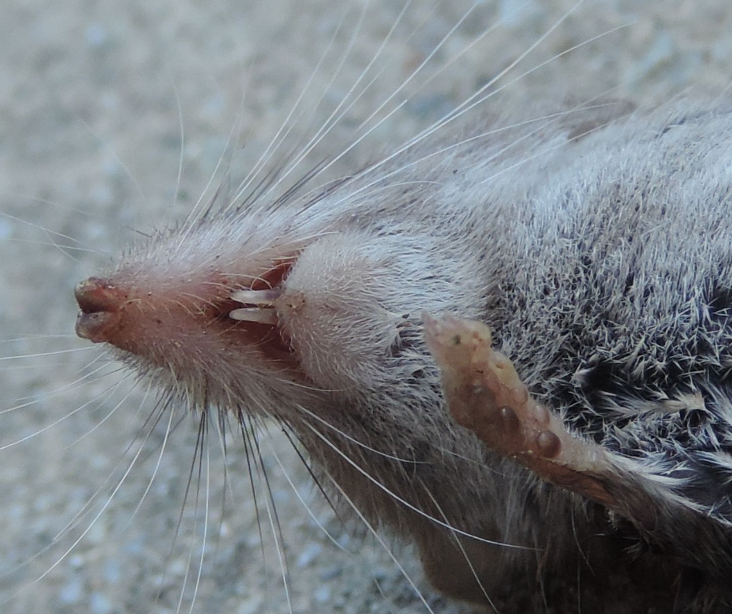 Crocidura minore?  Sorex minutus e Crocidura suaveolens