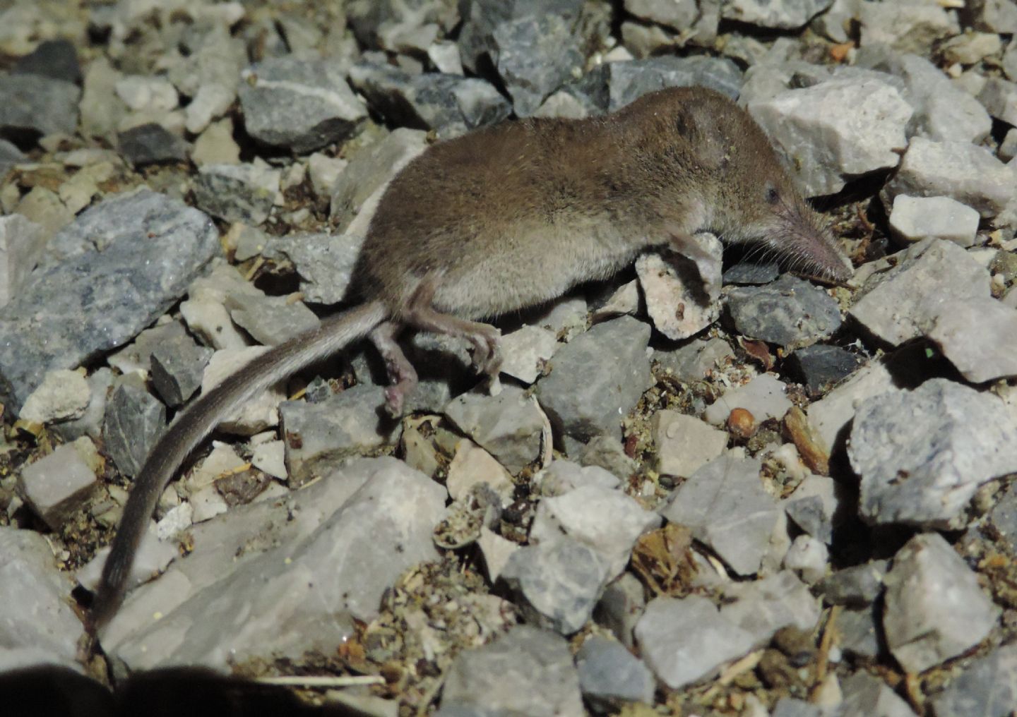 Crocidura minore?  Sorex minutus e Crocidura suaveolens