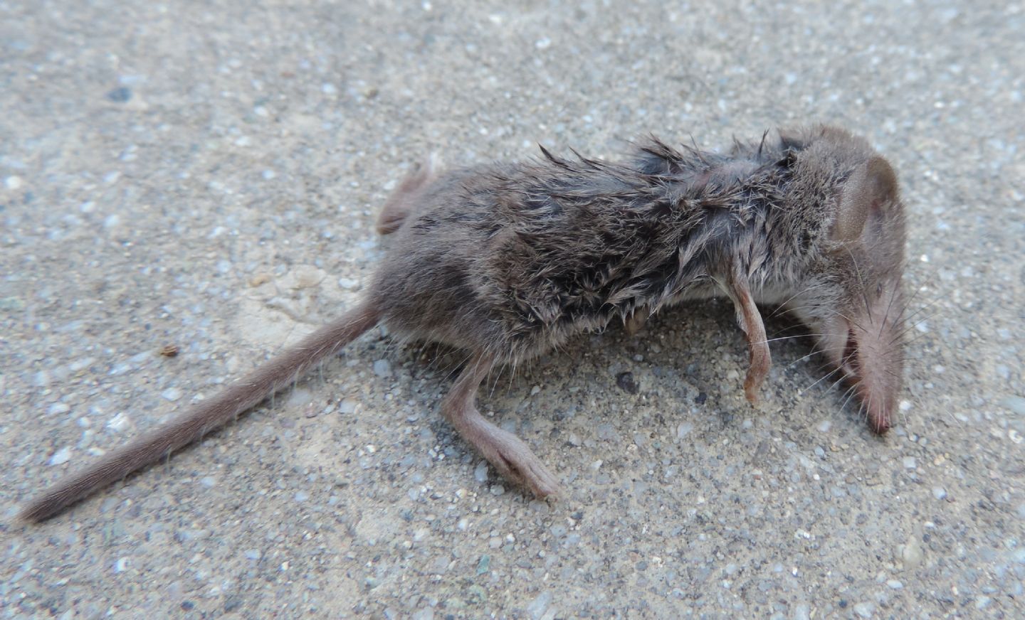 Crocidura minore?  Sorex minutus e Crocidura suaveolens