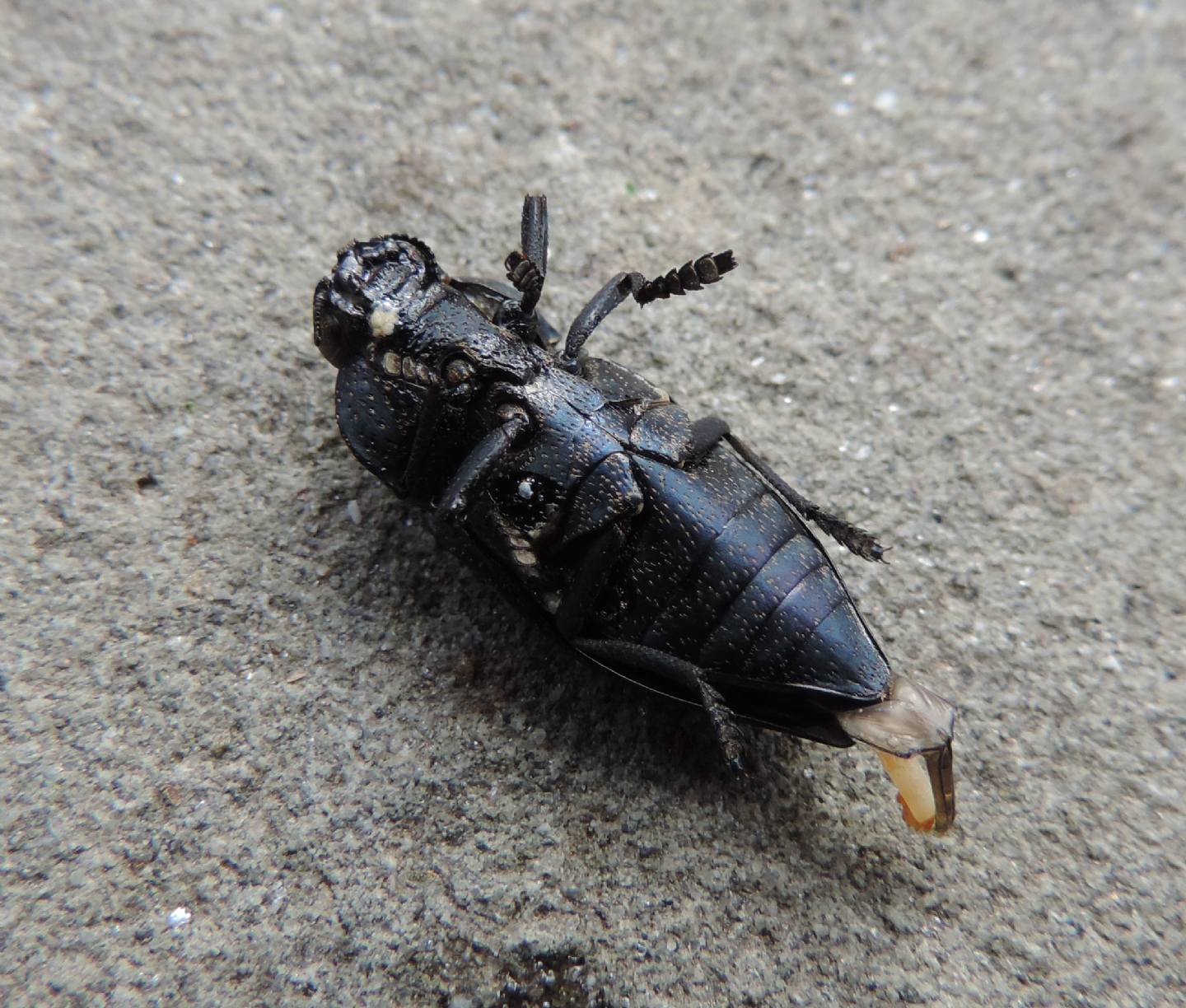 Buprestidae: Capnodis tenebricosa?  S !