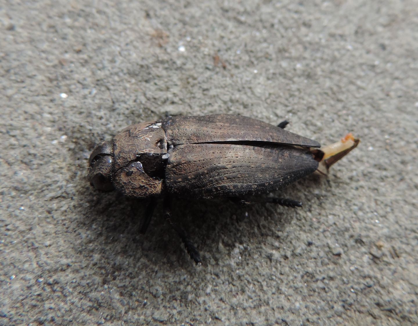 Buprestidae: Capnodis tenebricosa?  S !
