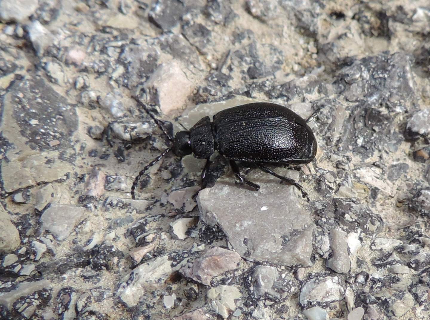 Chrysomelidae: Galeruca tanaceti? S.