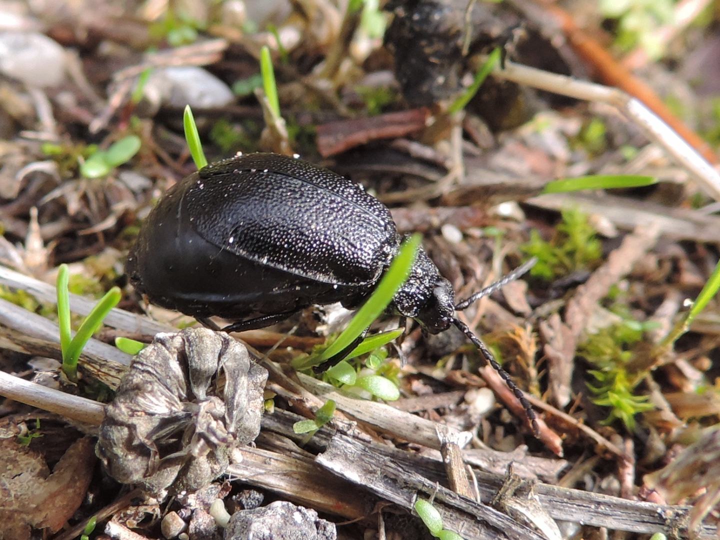 Chrysomelidae: Galeruca tanaceti? S.