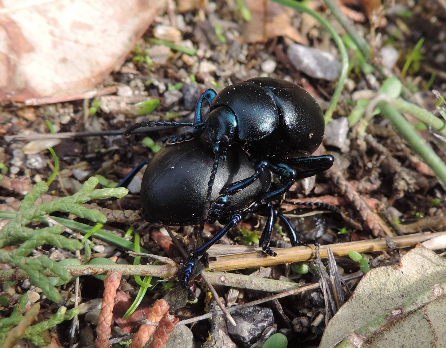 Chrysomelidae: Timarcha nicaeensis? S.