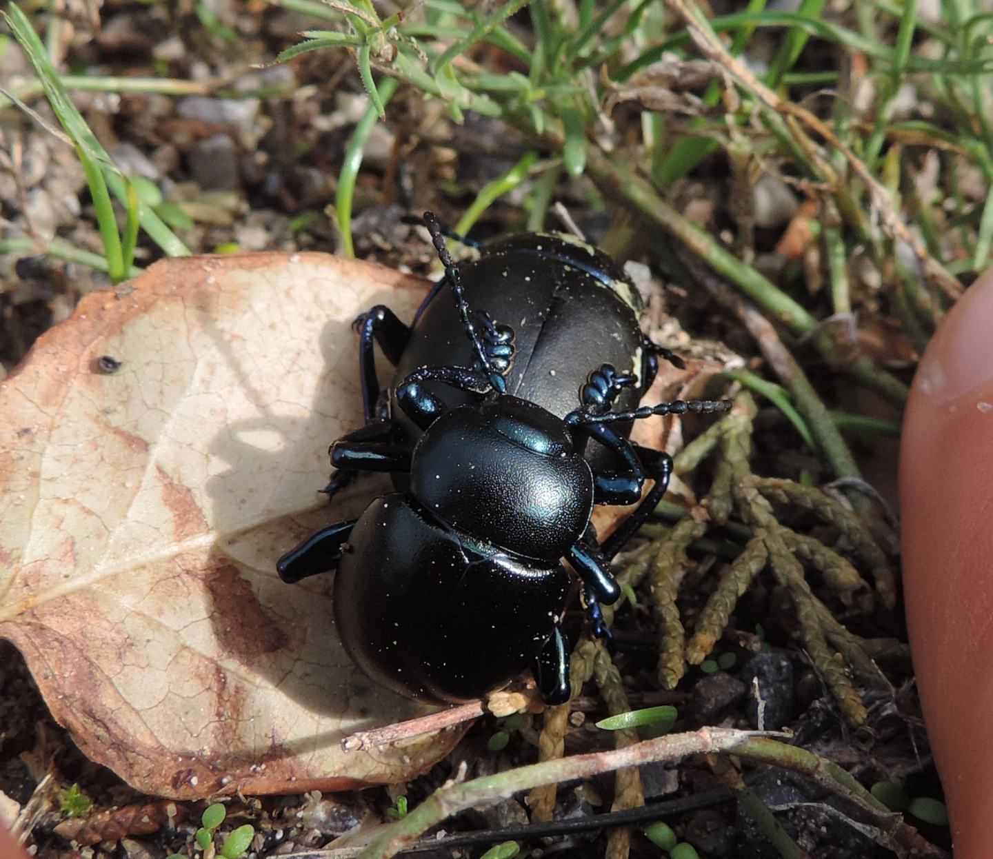 Chrysomelidae: Timarcha nicaeensis? S.