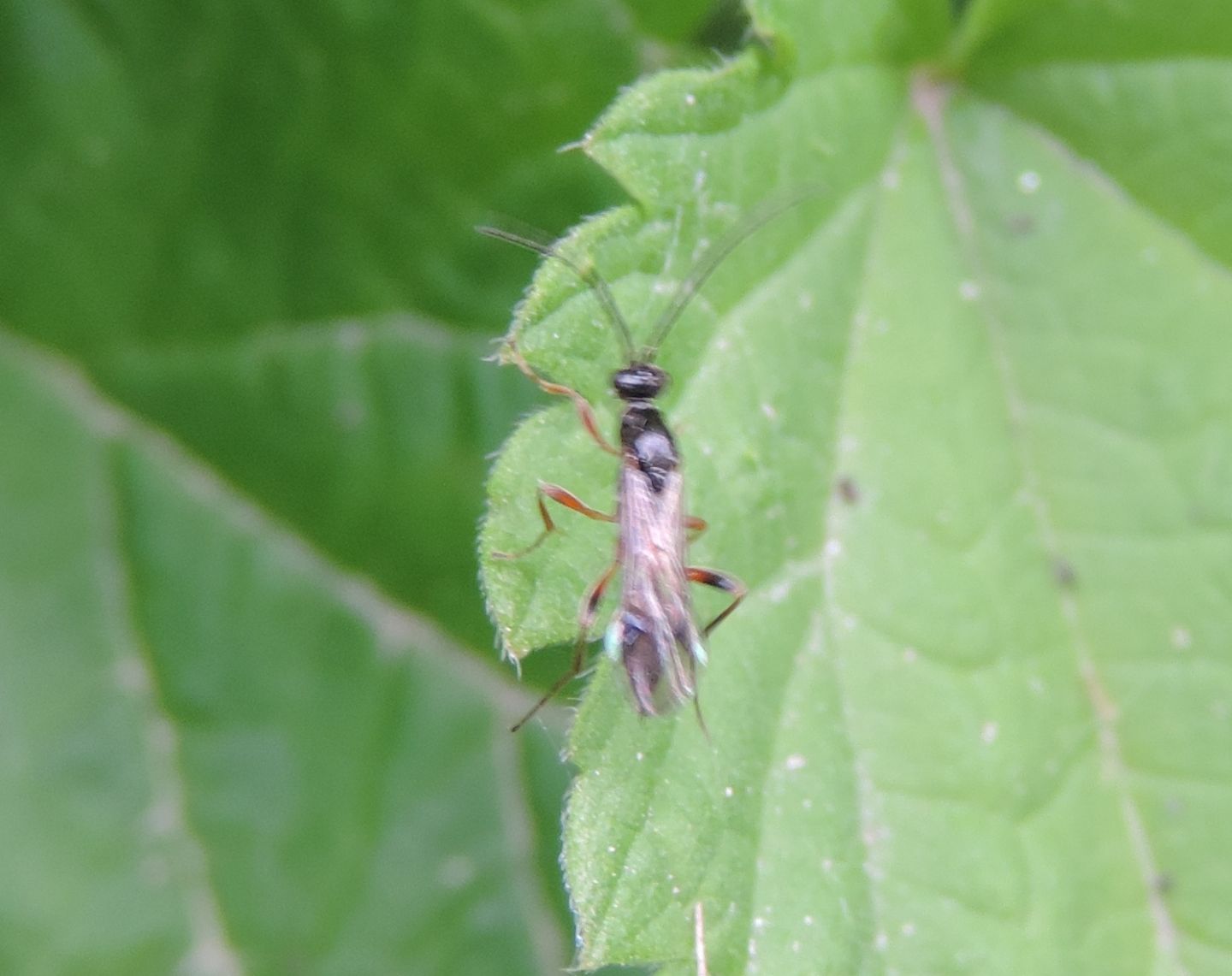 Ichneumonidae? No, Proctotrupidae:  Codrus sp.