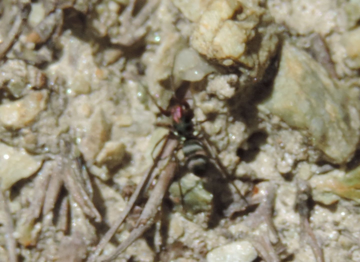 Micaria fulgens?... Micaria sp. - Salbertrand (TO)