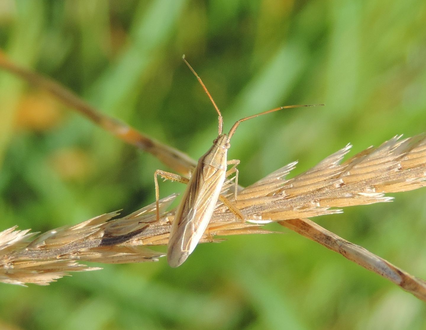 Miridae: Stenodema calcarata? S !