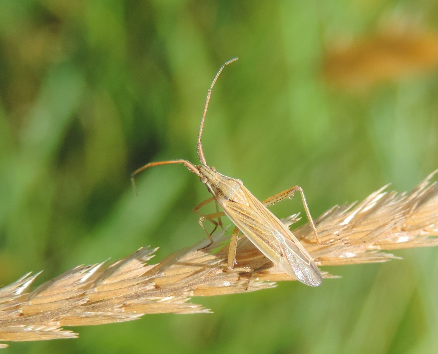 Miridae: Stenodema calcarata? S !