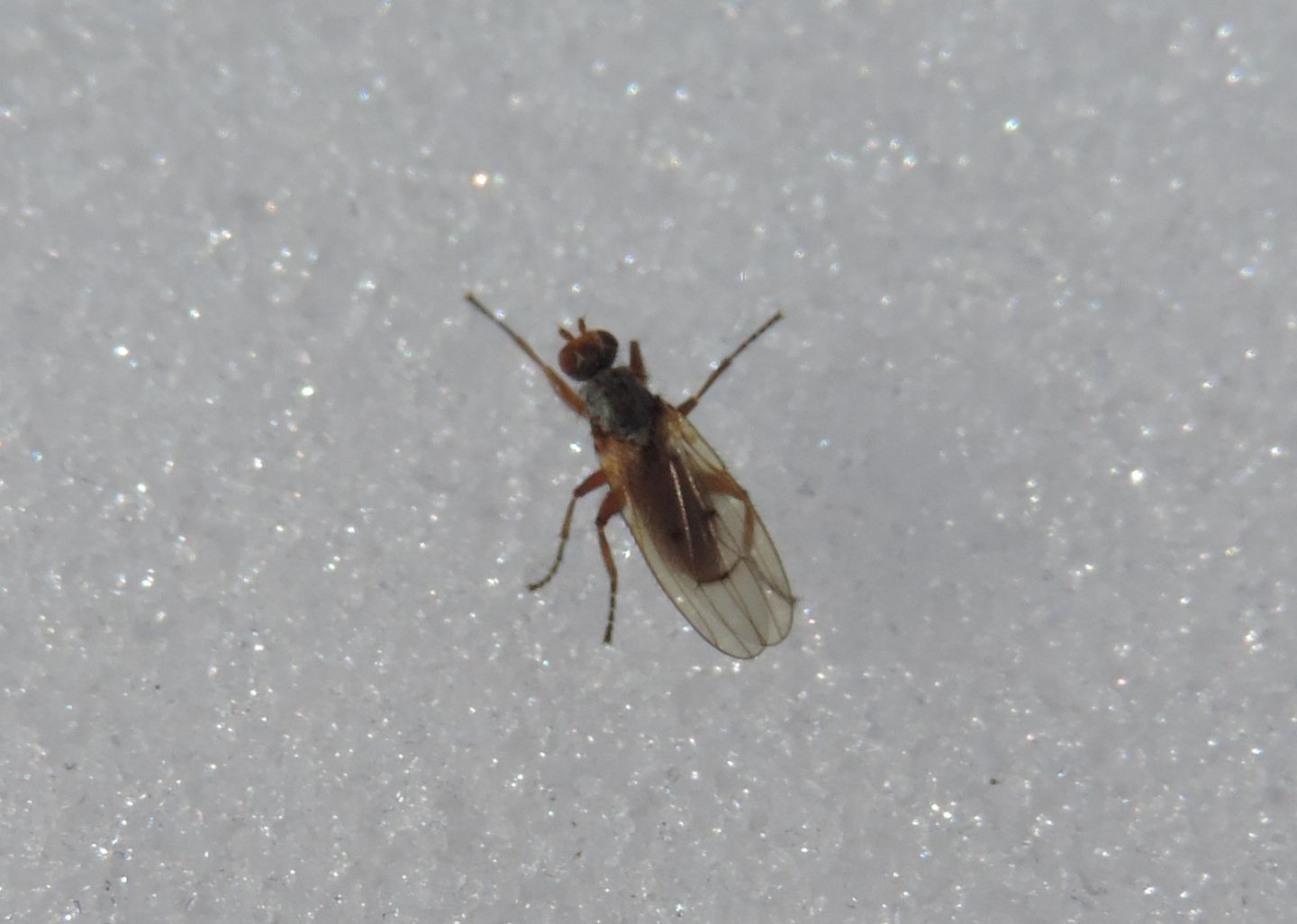 Tephrochlamys rufiventris?