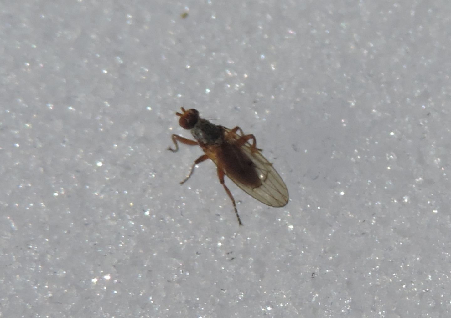 Tephrochlamys rufiventris?