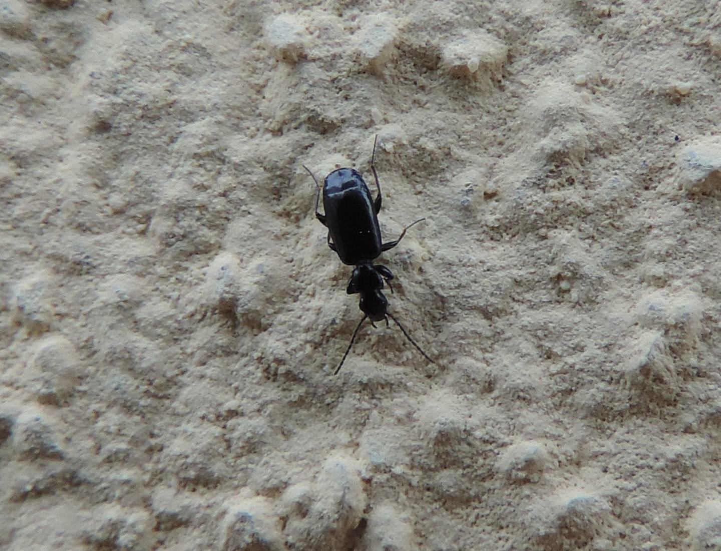 Carabidae: Microlestes? S.